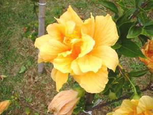 黄色八重の花