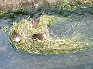 川の真中にたまった草に巣？を作っている鴨