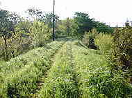 雑草に覆われた線路